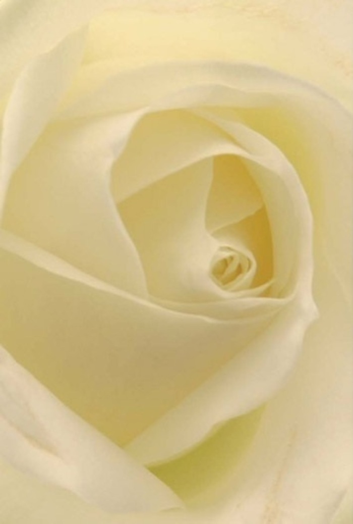 Gazing closely at this white rose, crafted for the Crofton Park community, you're drawn into layers of creamy petals unfurling with quiet refinement. The play of natural light casts gentle shadows, illuminating each curve as if the flower itself is lit from within-much like the tranquil sunlight glancing off Victorian terraces along Brockley Road. The harmonious blend of white and milky tones embodies purity, sophistication, and the serene ambiance that's unique to this south London neighbourhood. To a seasoned Crofton Park florist, this rose is a symbol of versatility, perfect as an apologetic gesture, a romantic token, or an elegant centrepiece for local weddings. The spiral heart at its core suggests resilience and hope, while subtle changes in shade echo the thoughtful artistry behind every bespoke bouquet. Its scent, fresh and understated, stirs the promise of clean starts or fond remembrance. No matter the sentiment, this rose assures heartfelt delivery and grace at any occasion.